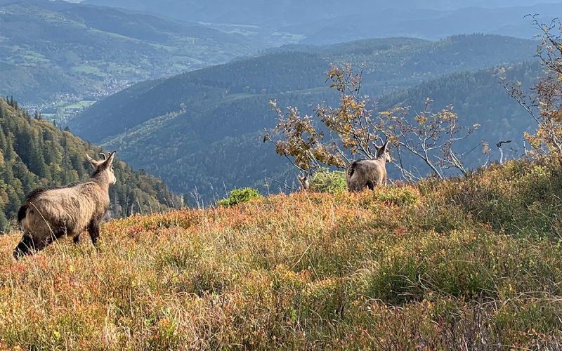 Randonn&eacute;e et naturopathie dans les Hautes-Vosges